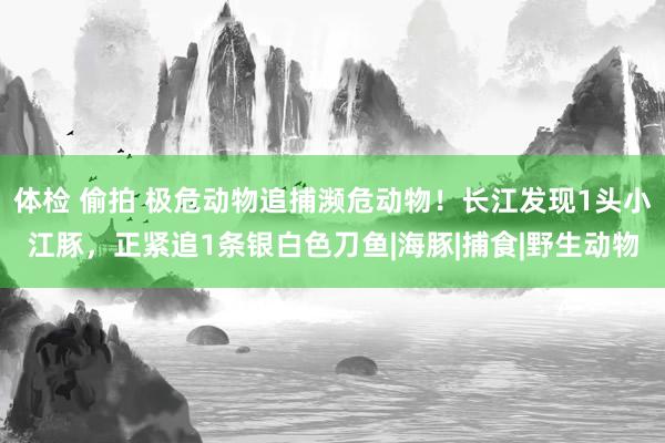 体检 偷拍 极危动物追捕濒危动物！长江发现1头小江豚，正紧追1条银白色刀鱼|海豚|捕食|野生动物