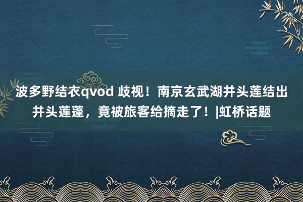 波多野结衣qvod 歧视！南京玄武湖并头莲结出并头莲蓬，竟被旅客给摘走了！|虹桥话题